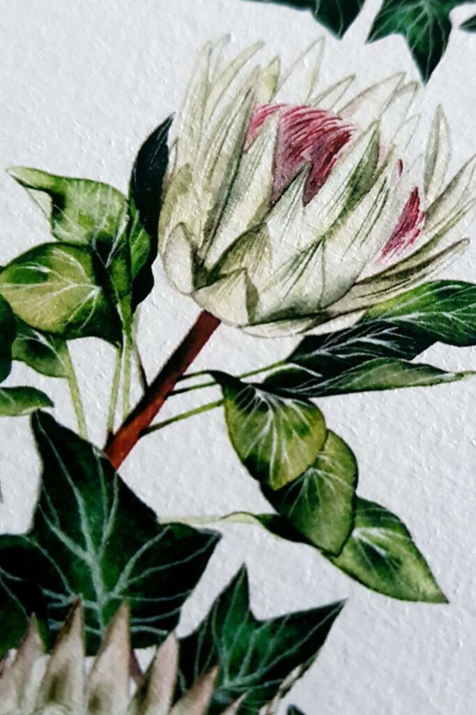 Protea floral watercolour card for an anniversary celebration
